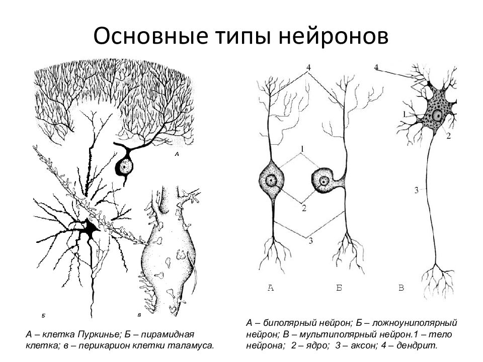 Нервная система человека презентация пименов