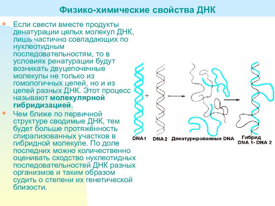 Характеристика связей днк. Физико химические и биологические свойства ДНК. Факторы физико-химической стабильности ДНК:. Физико-химические свойства ДНК. Физико химические свойства ЛНК.