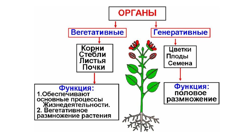 Егэ биология картинки ботаника