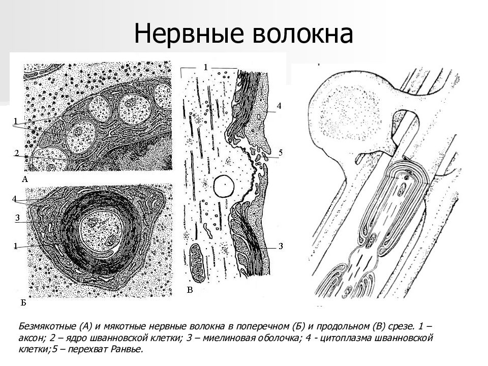 Строение нервного волокна рисунок