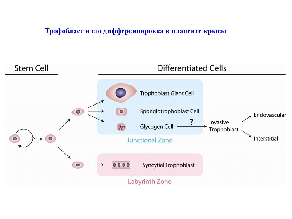 Трофобласт это. Имплантация дифференцировка трофобласта. Дифференцировка крысы. Имплантации стадия дифференцировки трофобласта. Имплантация хронология процесса дифференцировка трофобласта.