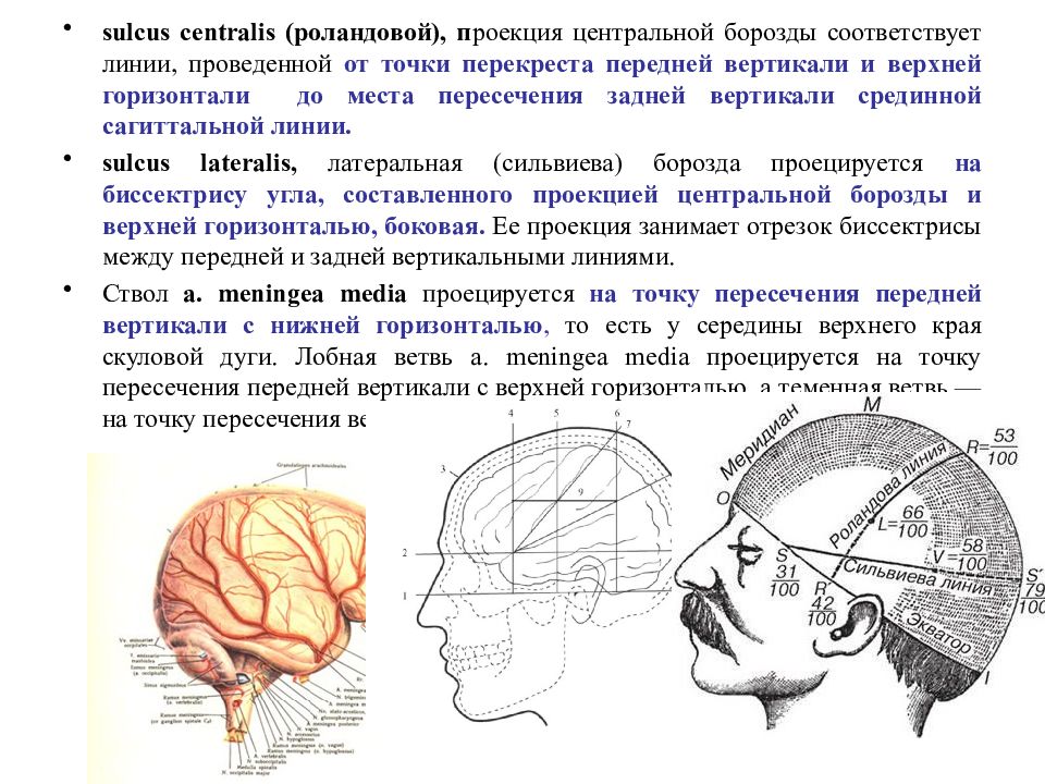 Проекция средней менингеальной артерии по схеме кренлейна брюсовой