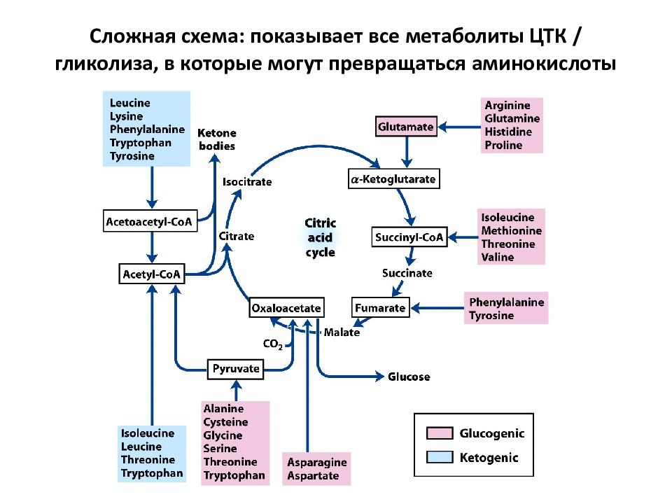 Цтк биохимия схема