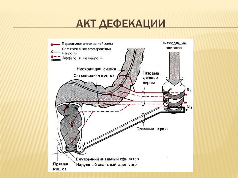 Сфинктеры толстой кишки схема