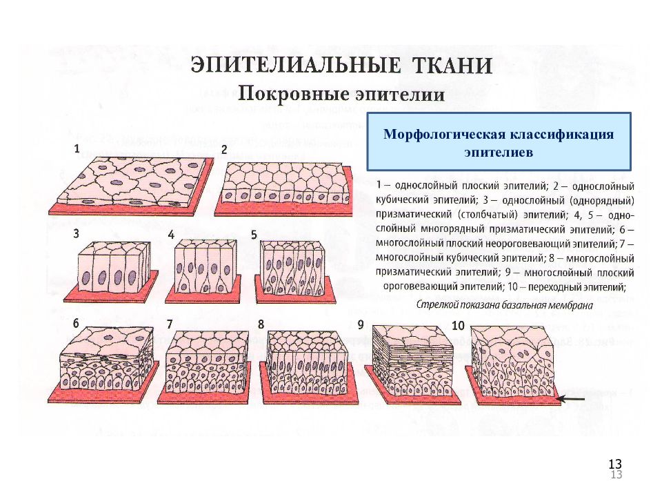 Эпителиальная ткань схема