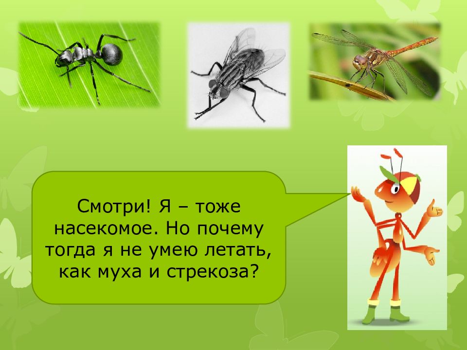 Кто такие насекомые 1 класс окружающий мир. Тип взаимодействия Стрекоза и Муха. Стрекоза и Муха Тип взаимоотношений. Как сформулировать цель урока кто такие насекомые. Пирамиду вот такие насекомые.