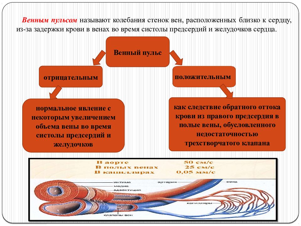 Презентация методы обследования сердечно сосудистой системы