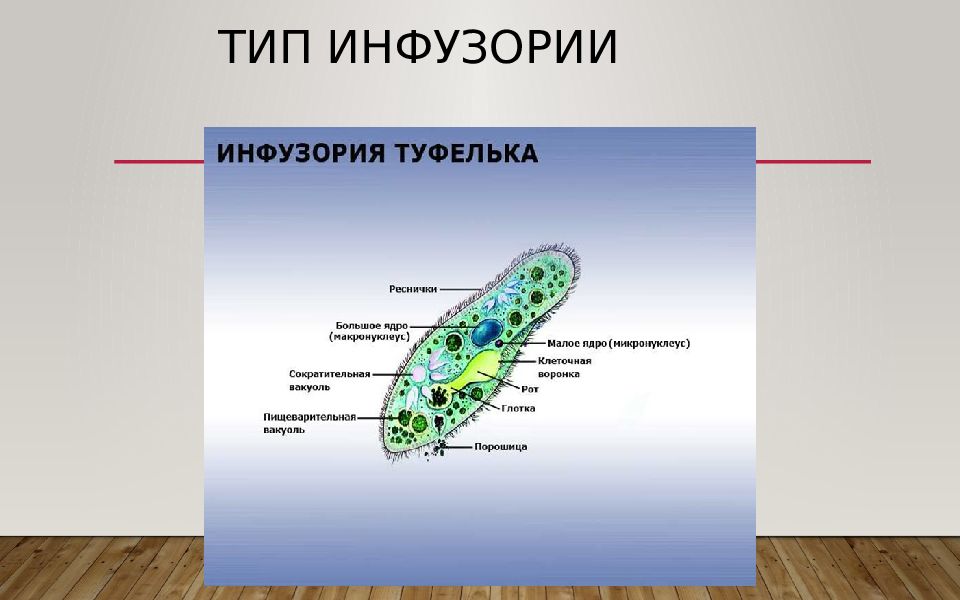 Строение хемотаксиса. Биология 7 класс инфузория туфелька строение. Строение инфузории 7 класс биология. Тип инфузории классы. Инфузория туфелька строение 7 класс.