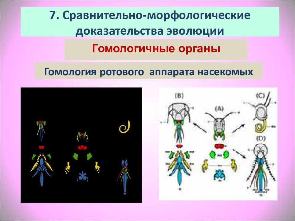 Доказательство эволюции гомологичные. Гомологичные органы доказательства эволюции. Морфологические доказательства эволюции гомологичные органы. Гомологичные органы насекомых. Гомология ротовых органов насекомых.