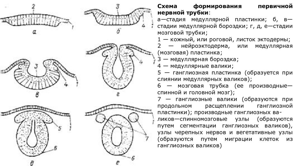 Стадия схема. Схема формирования первичной нервной трубки. Этапы формирования нервной трубки. Схема развития и дифференцировки нервной трубки. Схема формирования нервной трубки..