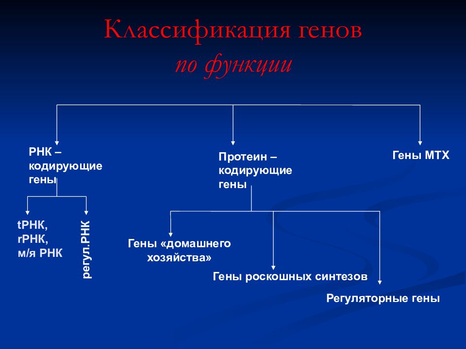 Регуляторном структурном гене. Функциональные гены классификация. Структурная классификация генов. Структурно функциональная классификация генов. Современная классификация генов.