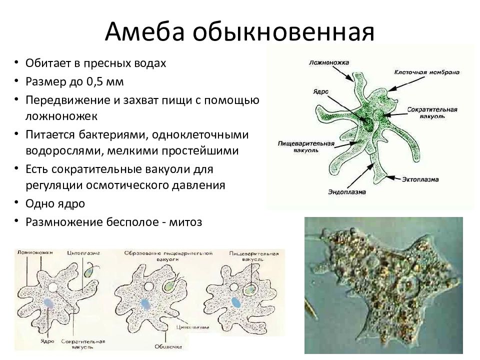 Докажите что план строения тела одноклеточных соответствует общим чертам организации ядерных клеток