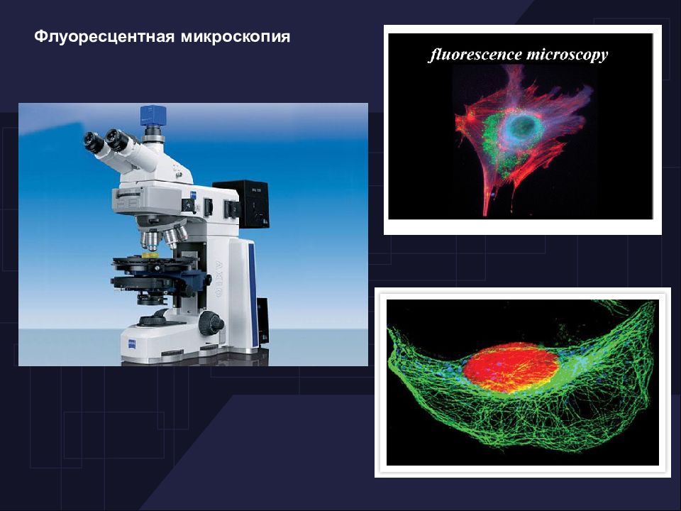 Флуоресцентная микроскопия метод