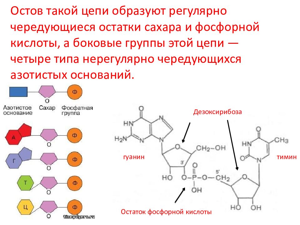 Нуклеотид биополимер. 2 Дезоксирибоза аденин и фосфорная кислота. Гуанин +2 дезоксирибоза +фосфорная кислота. Фосфорная кислота дезоксирибоза гуанин. Нуклеотид ДНК Тимин.
