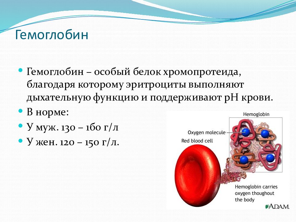 Ионы железа входят в состав гемоглобина крови. Гемоглобин.