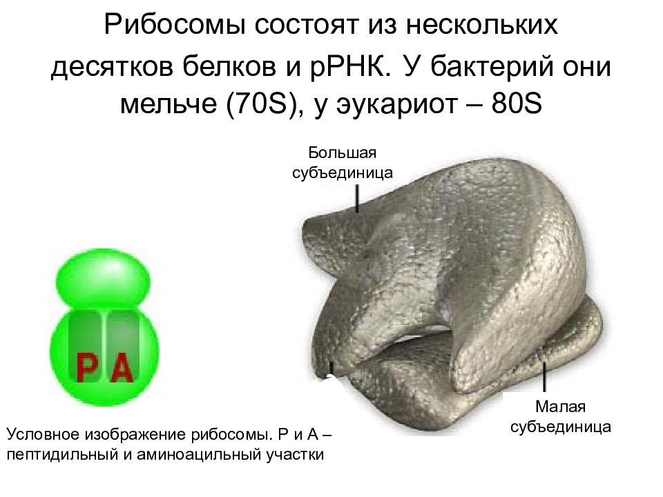 Рибосомы эукариот состоят из