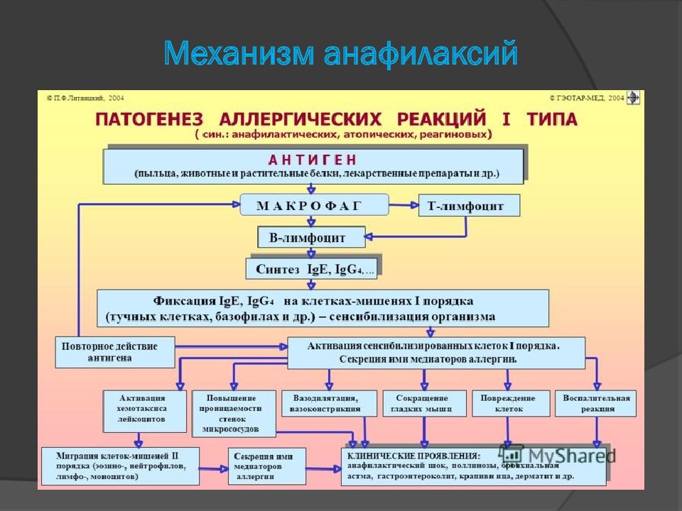 Стадии анафилаксии схема