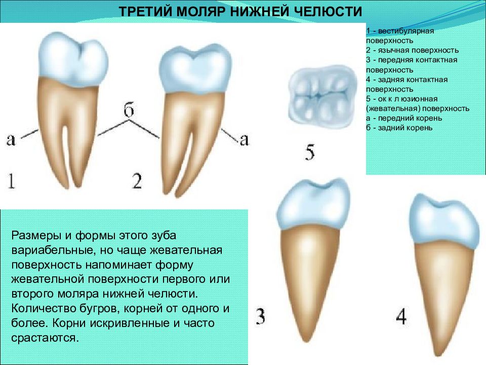 Анатомия зубов для стоматологов презентация