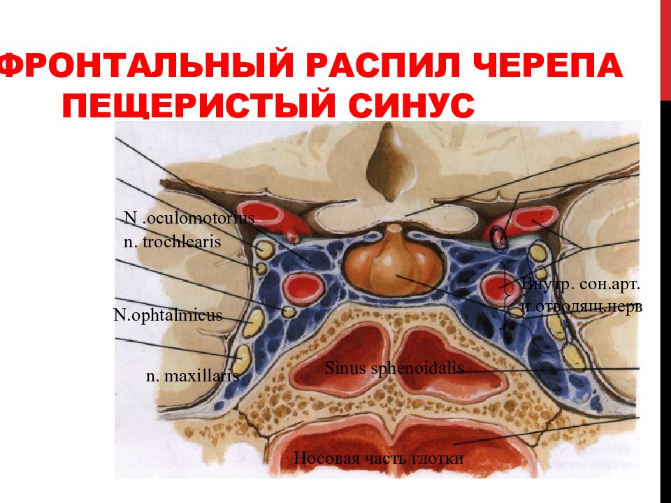 Пещеристый синус