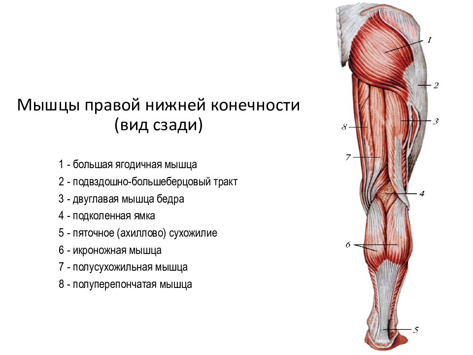 Мышцы ноги человека схема с названиями