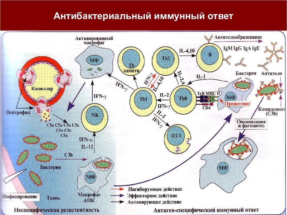 Презентация клеточный иммунный ответ