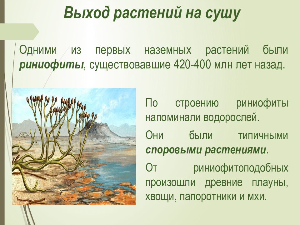 Выход растений на сушу