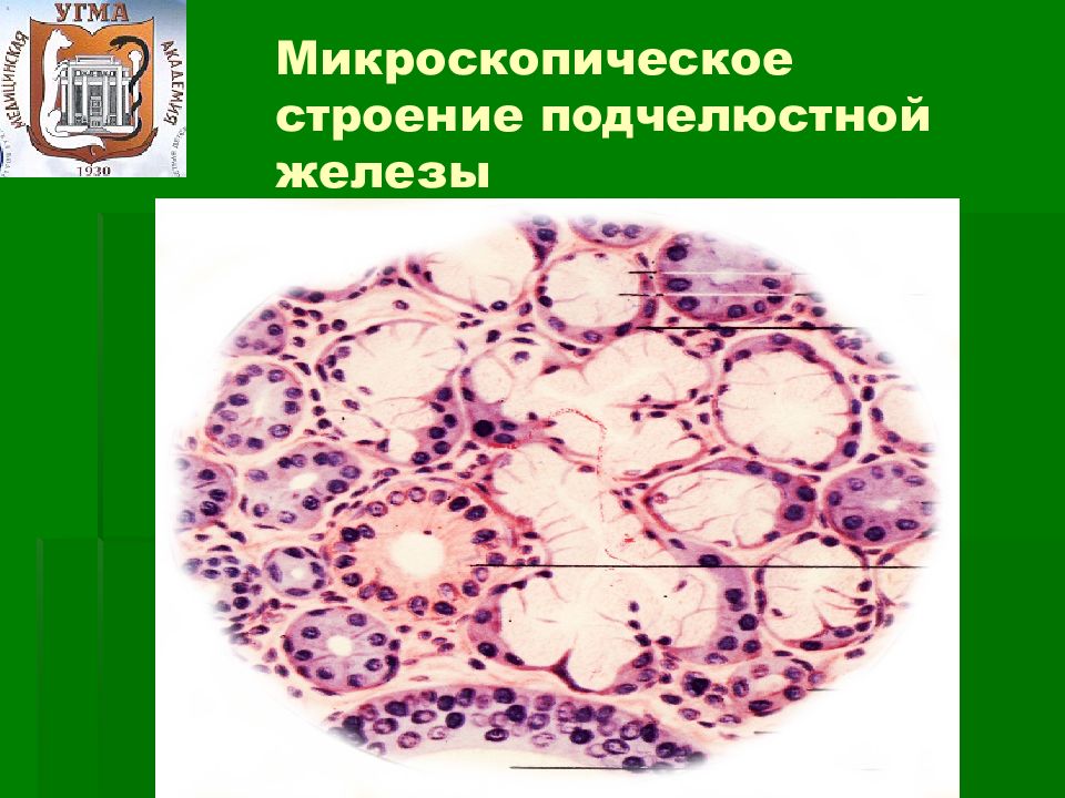 Педиатрический факультет - презентация