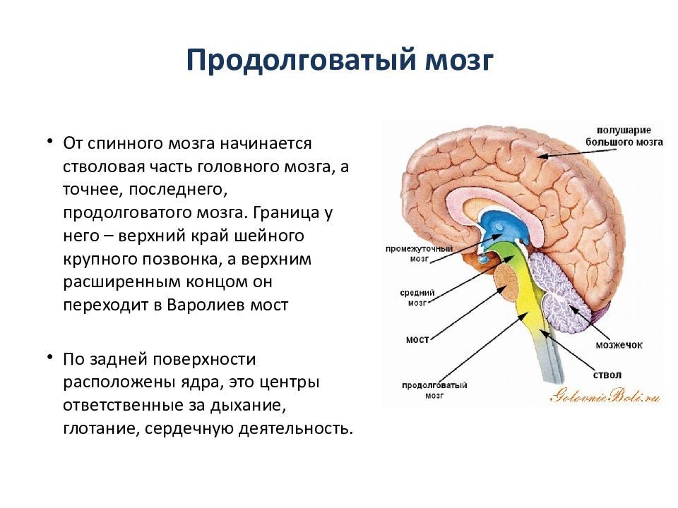 Бульбарный синдром презентация