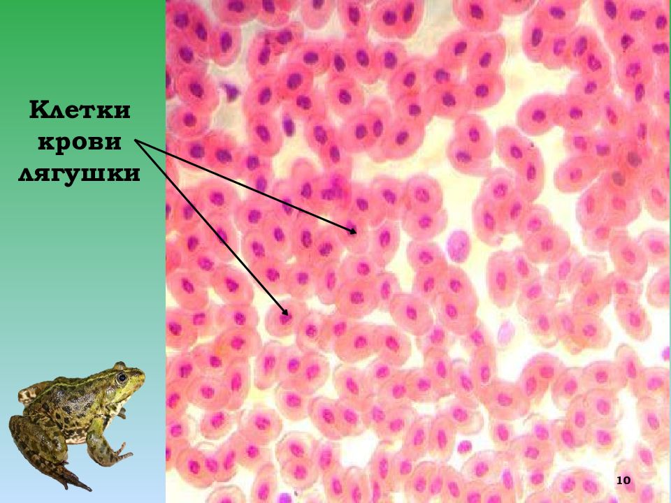 Лягушки под микроскопом. Микропрепарат крови лягушки. Мазок крови лягушки препарат. Микропрепарат эритроциты лягушки. Клетки кровь лягушки микроскоп.