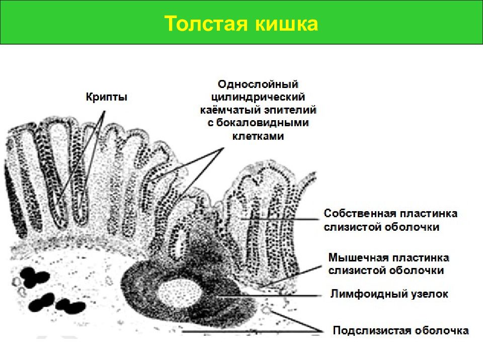 Тонкая кишка гистология рисунок