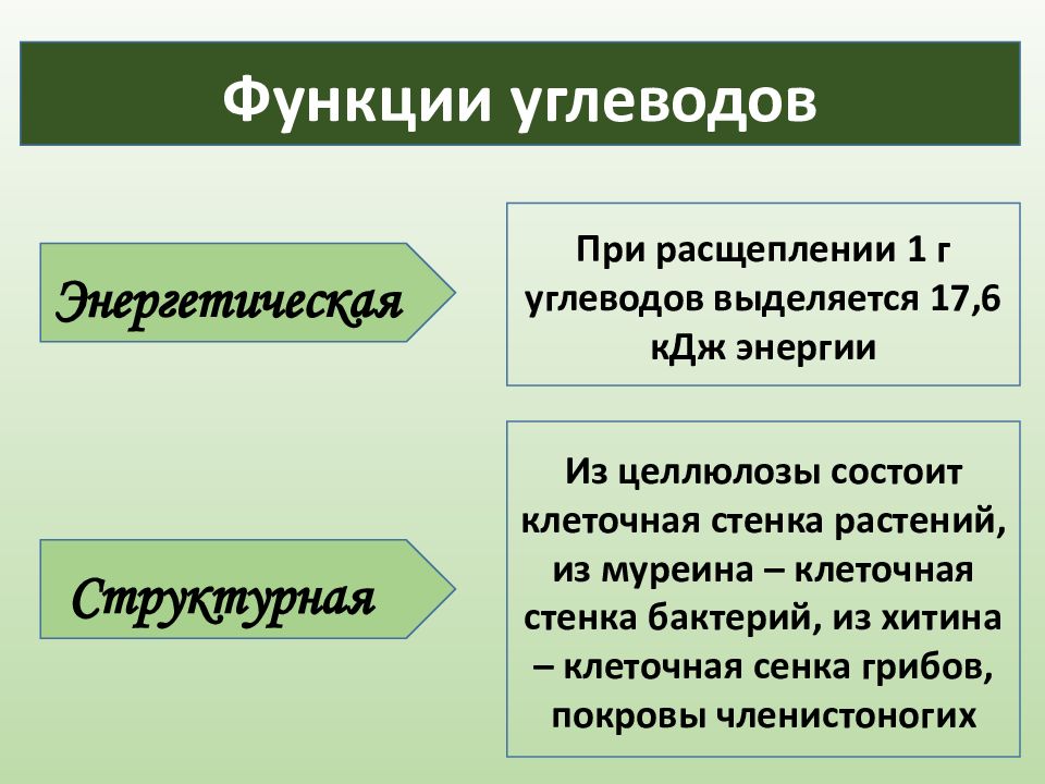 Функции белков жиров углеводов в организме