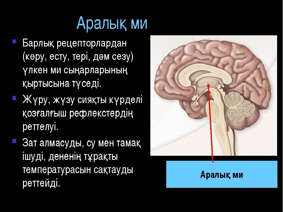 Орта атлант жотасының су бетіне шыққан бөлігі. Мидың құрылысы мен қызметі презентация. Ми бөлімдері презентация. Бас ми. Ортаңғы ми.