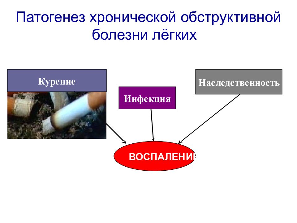 Наследственность курения. Этиопатогенез ХОБЛ. Наследственность ХОБЛ. ХОБЛ этиология. Патогенез ХОБЛ.