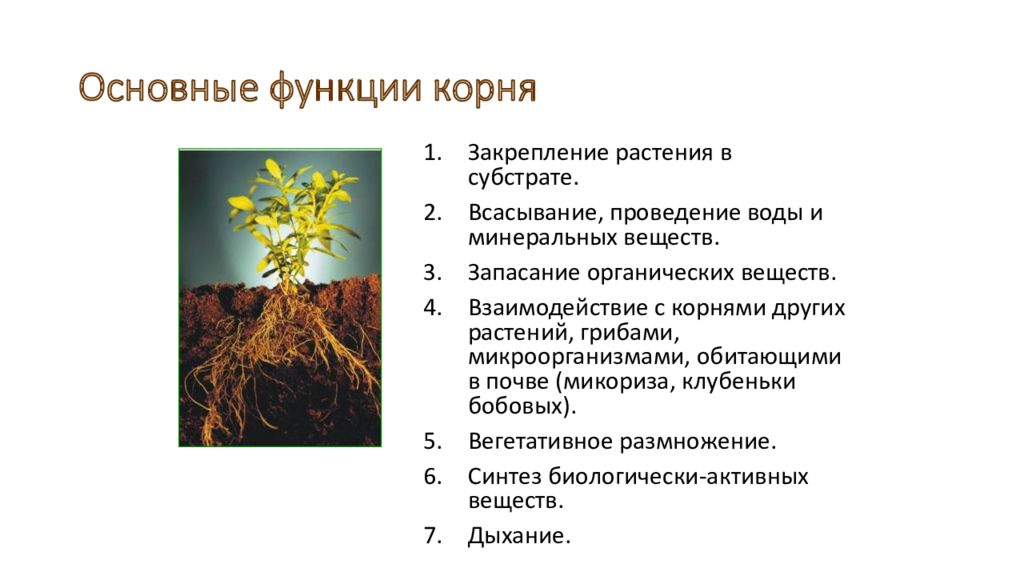 Презентация видоизменение побегов 6 класс презентация