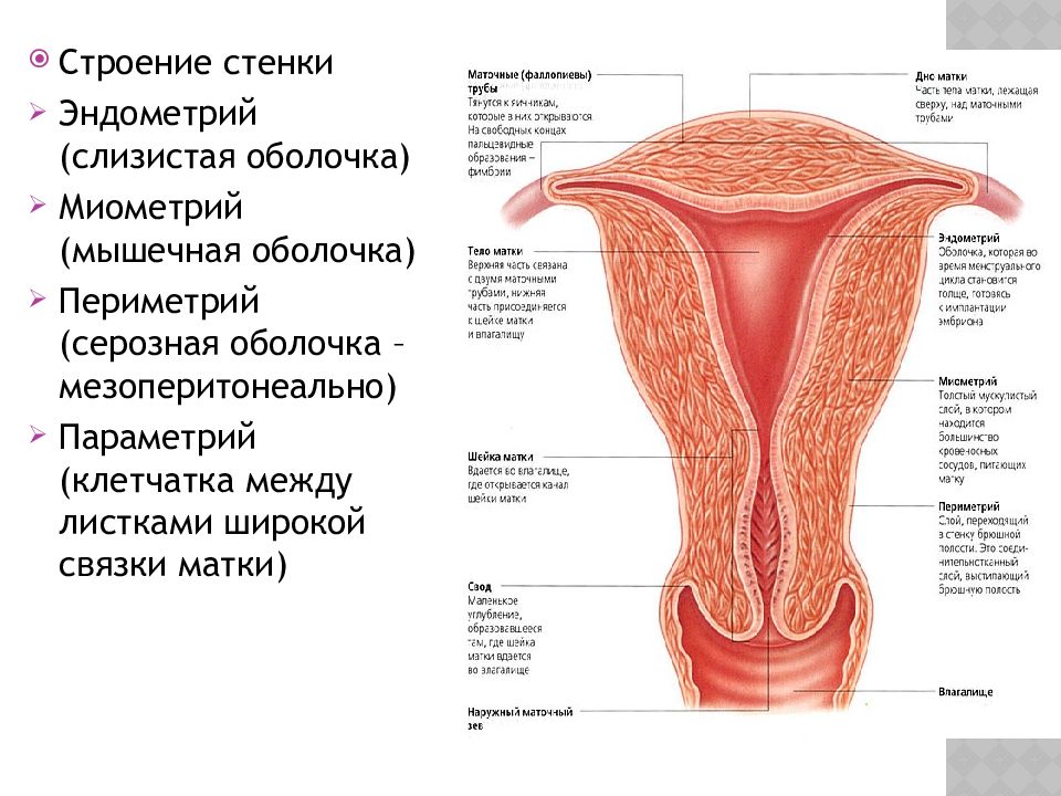 Женское строение