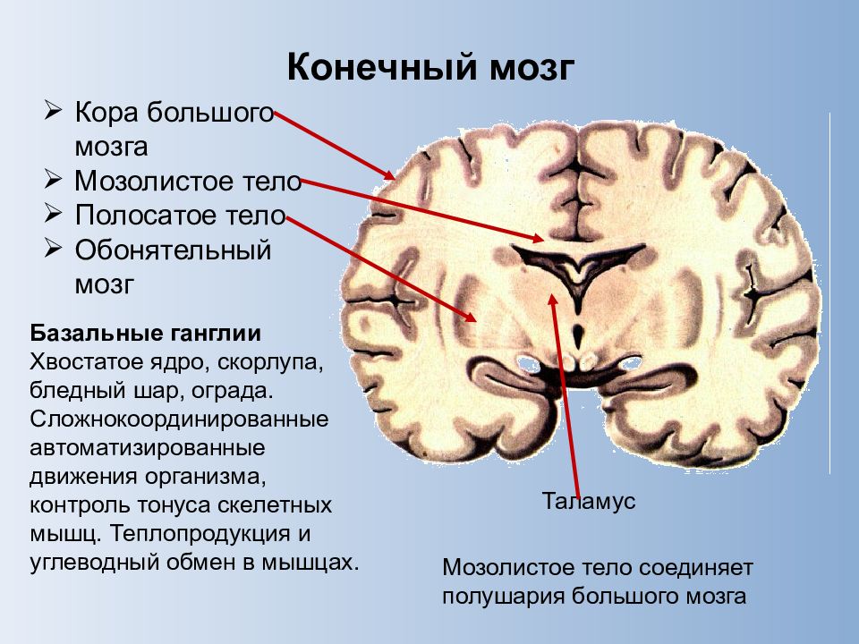 Белое вещество мозга фото