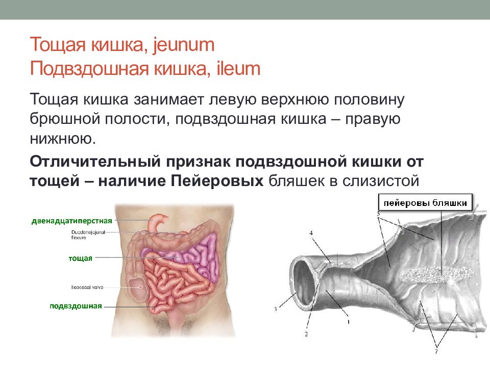 Тощая кишка рисунок