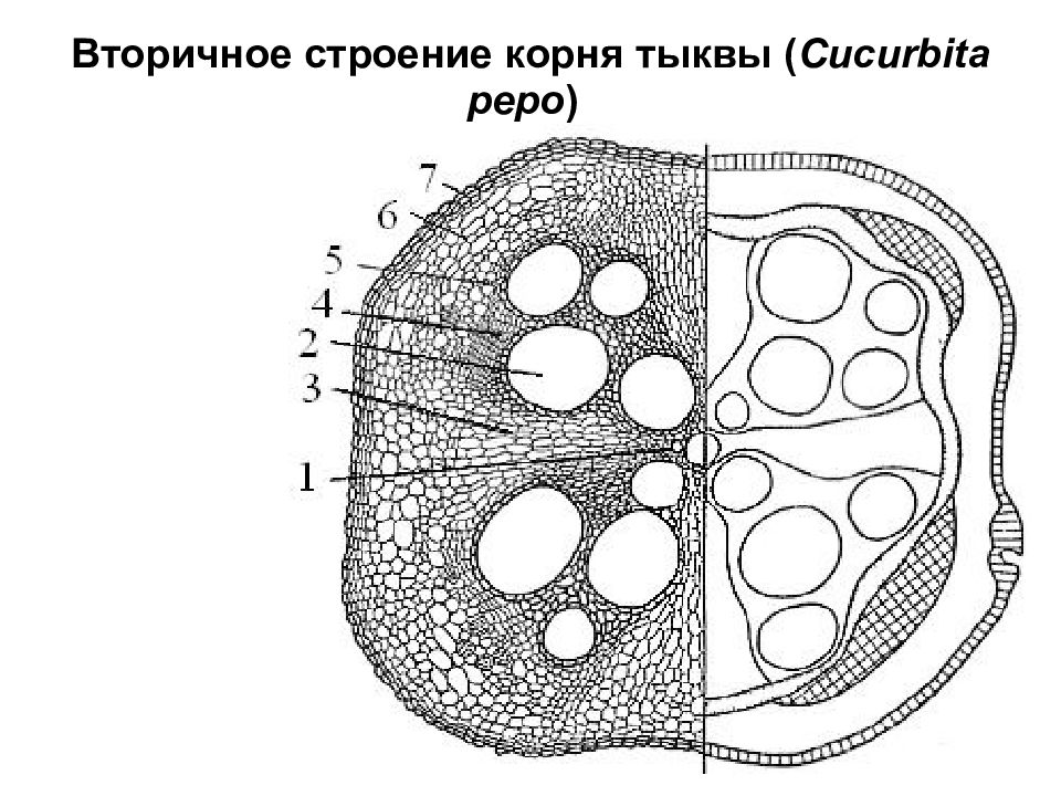 Вторичное строение корня. Поперечный срез корня тыквы схема. Первичное строение корня тыквы. Вторичное Анатомическое строение корня (поперечный срез корня тыквы).. Поперечный срез корня тыквы строение.