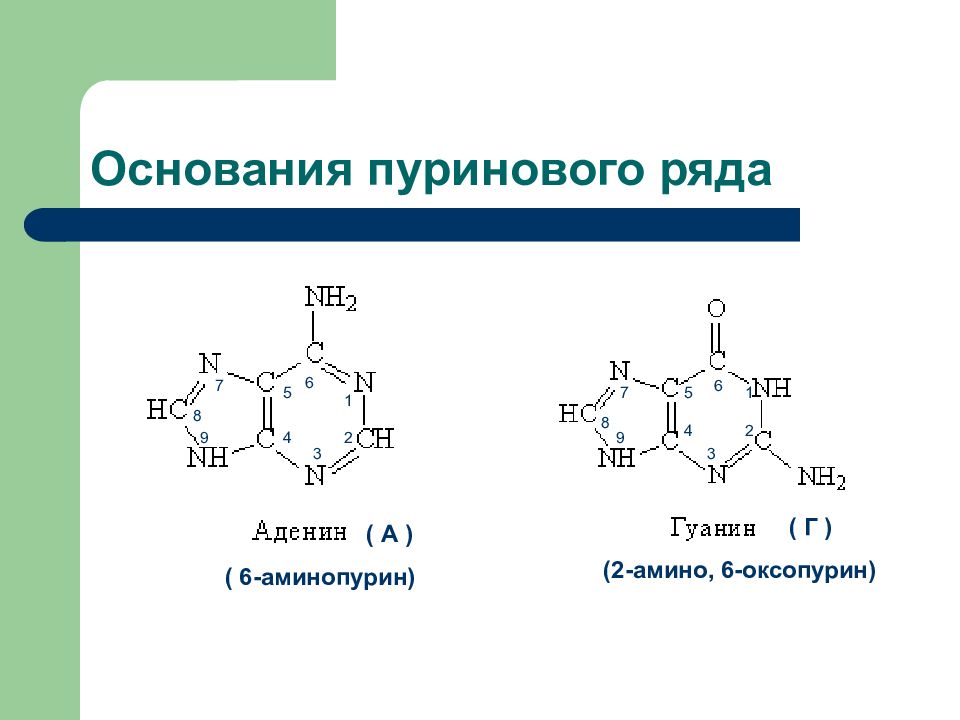 Пуриновым основанием является