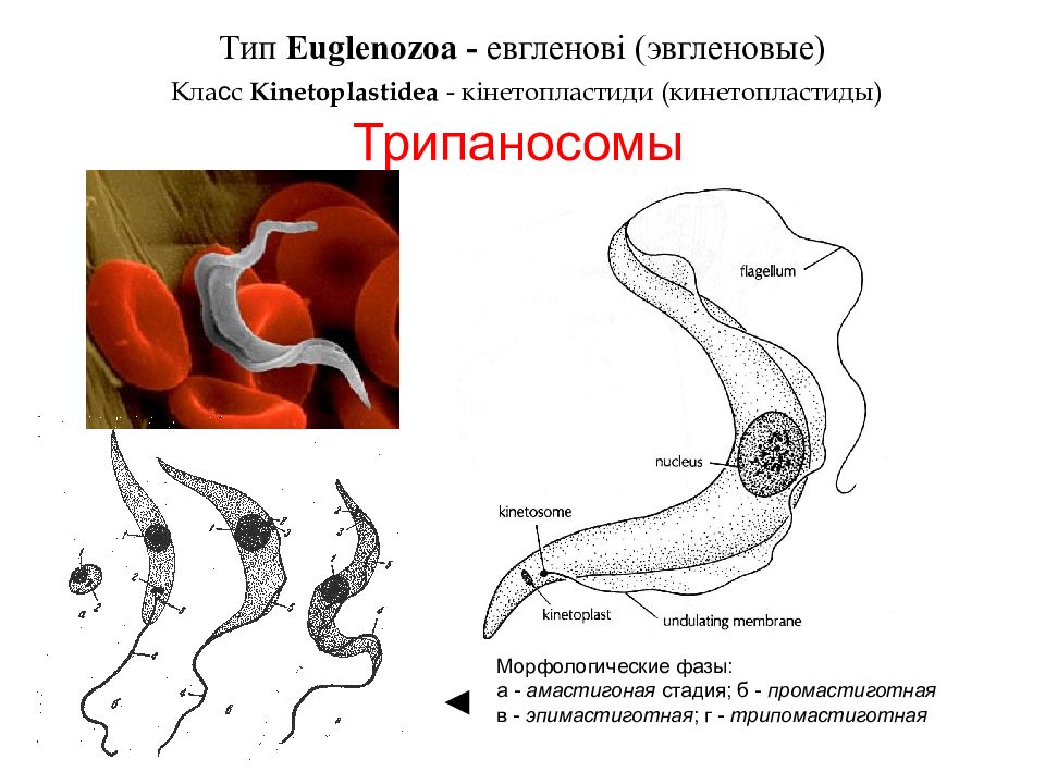 Трипаносома строение рисунок с надписями