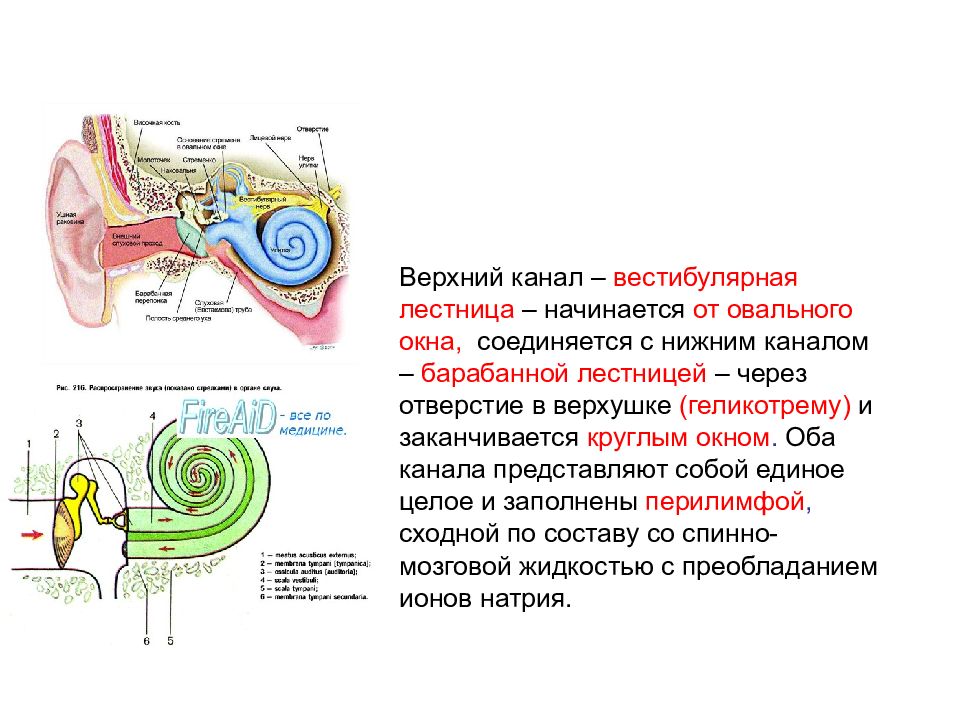 Слуховая и вестибулярная сенсорная система презентация