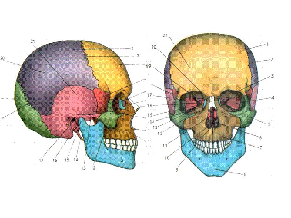 Травмы черепа и головного мозга. Повреждения черепа и головного мозга.