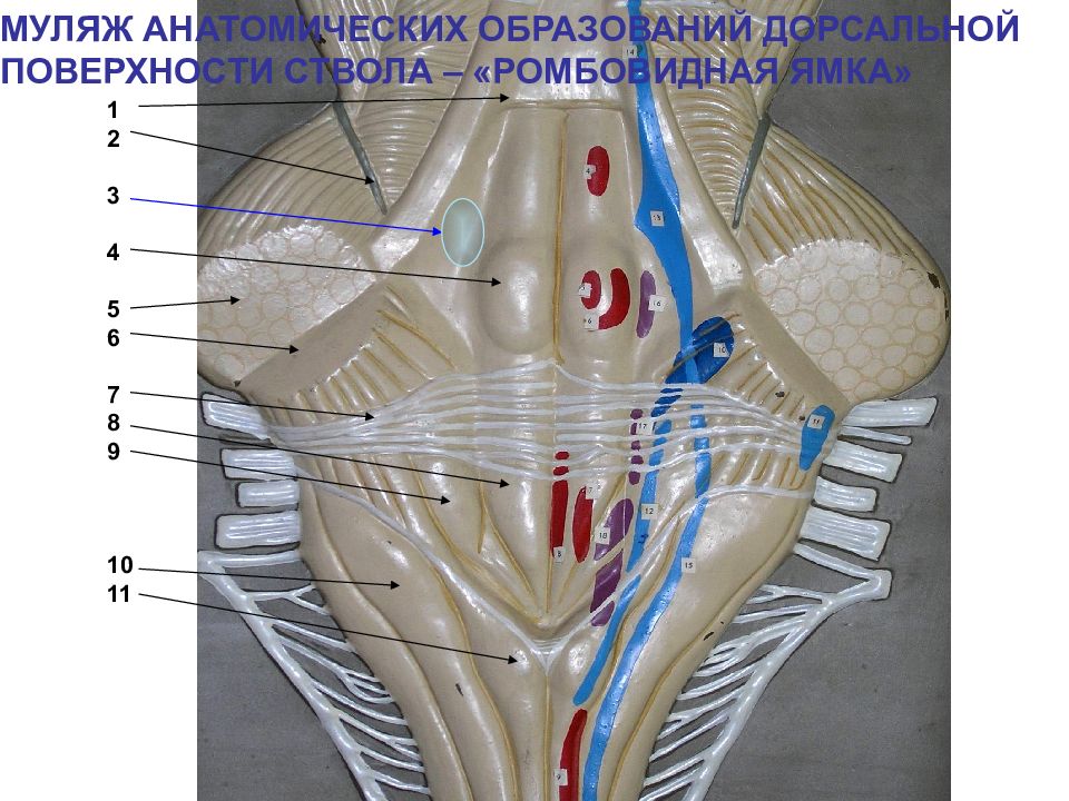 Ромбовидная ямка картинка