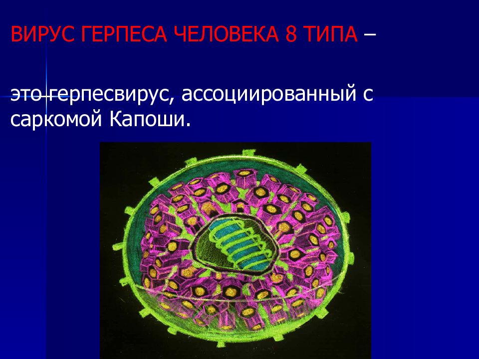 Вирус герпеса типы. Герпесвирус человека 8 типа. Герпесвирус, ассоциированный с саркомой Капоши. Вирус герпеса человека 8 типа (HHV-8). Вирус герпеса саркома Капоши.