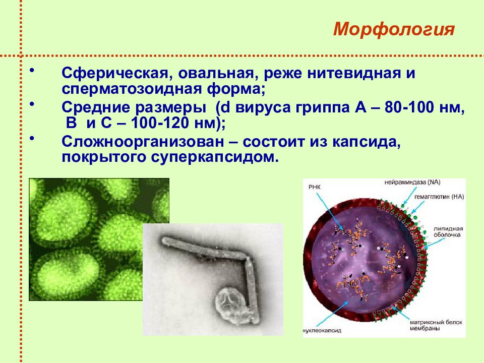 Орви микробиология презентация