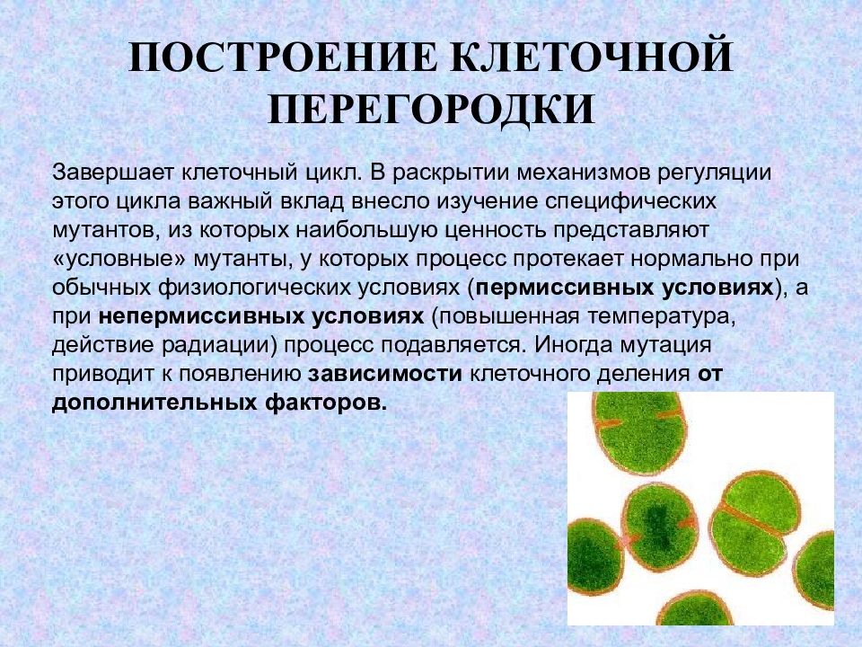 Биотехнология аспекты. Регуляция метаболизма бактерий. Методы изучения метаболизма бактерий. В биотехнологии клеточный цикл это. Клеточная перегородка.
