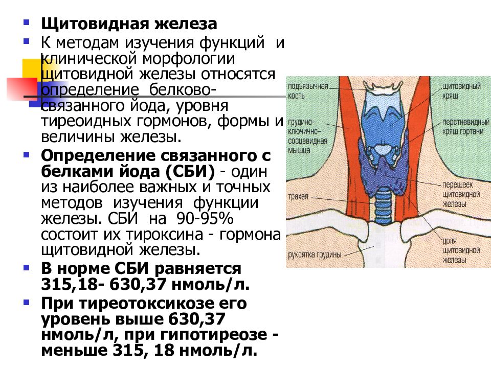 Функции щитовидной железы презентация