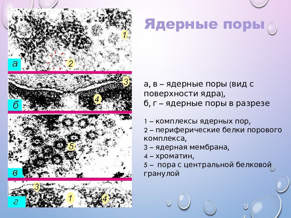 Сколько пора. Ядерная оболочка ядерные поры. Ядерные поры функции. Поры ядра клетки. Белки ядерной поры.