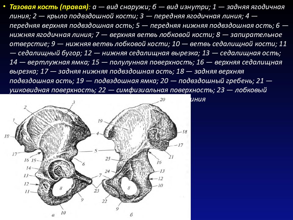 Тазовый гребень. Тазовая кость. Тазовая кость правая вид снаружи. Тазовая кость вид изнутри. Тазовая кость строение вид снаружи.
