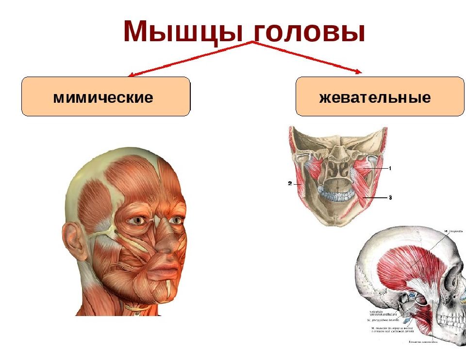 МИОЛОГИЯ мышцы головы